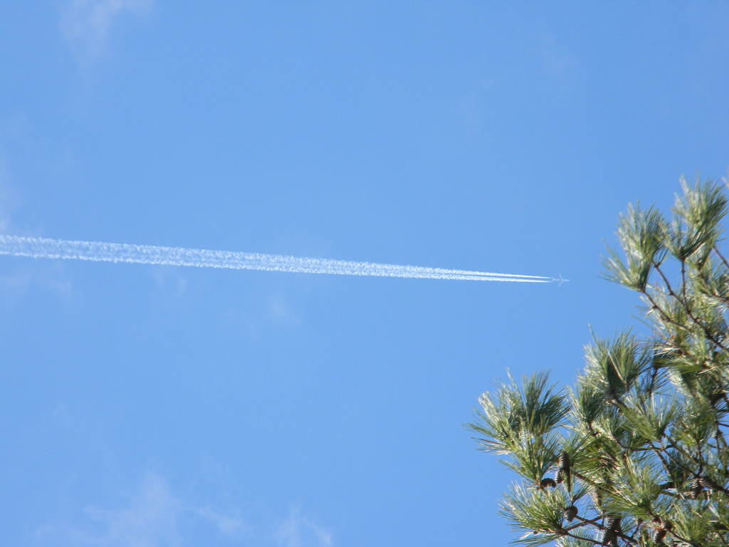 Airplane Headed Into Pine Tree by sfeldphotos