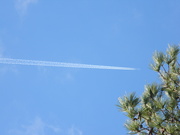 6th Jan 2021 - Airplane Headed Into Pine Tree