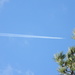 Airplane Headed Into Pine Tree by sfeldphotos