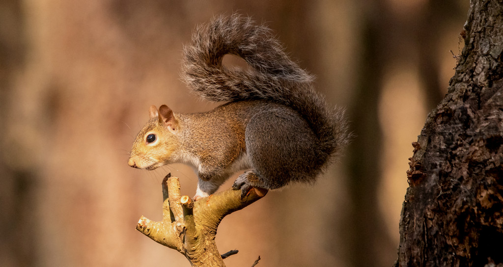 The Squirrel Posed Very Nicely! by rickster549