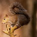 The Squirrel Posed Very Nicely! by rickster549