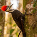 Found the Lady Pileated Today! by rickster549