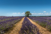 7th Jan 2021 - lavender fields