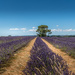 lavender fields by yorkshirekiwi