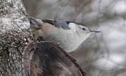 6th Jan 2021 - White-breasted Nuthatch
