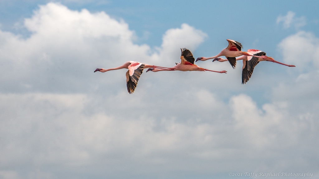 Flamingos in Flight, V2 by taffy