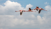 6th Jan 2021 - Flamingos in Flight, V2