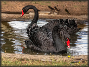 7th Jan 2021 - Black Swans 