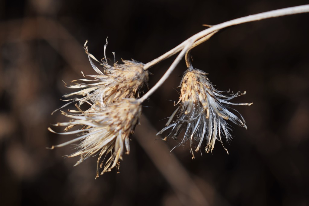 Dried flowers by sandlily