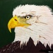 Eagles head  by stuart46