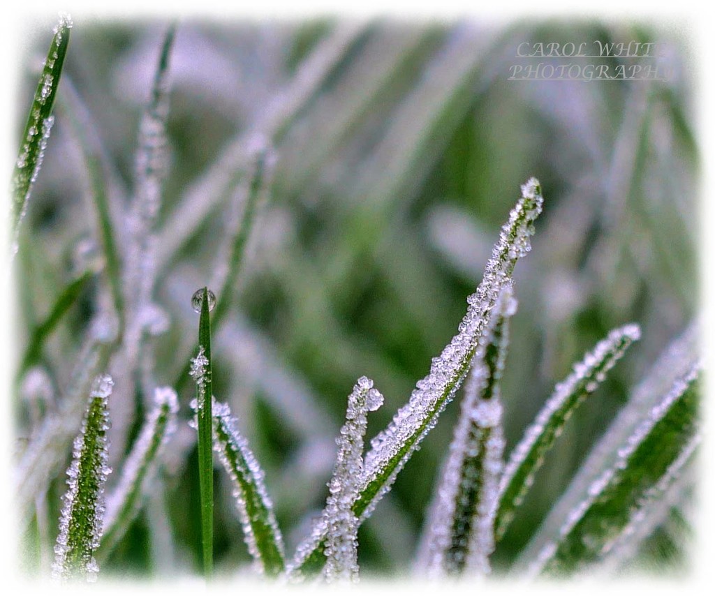 Frosty Morning by carolmw