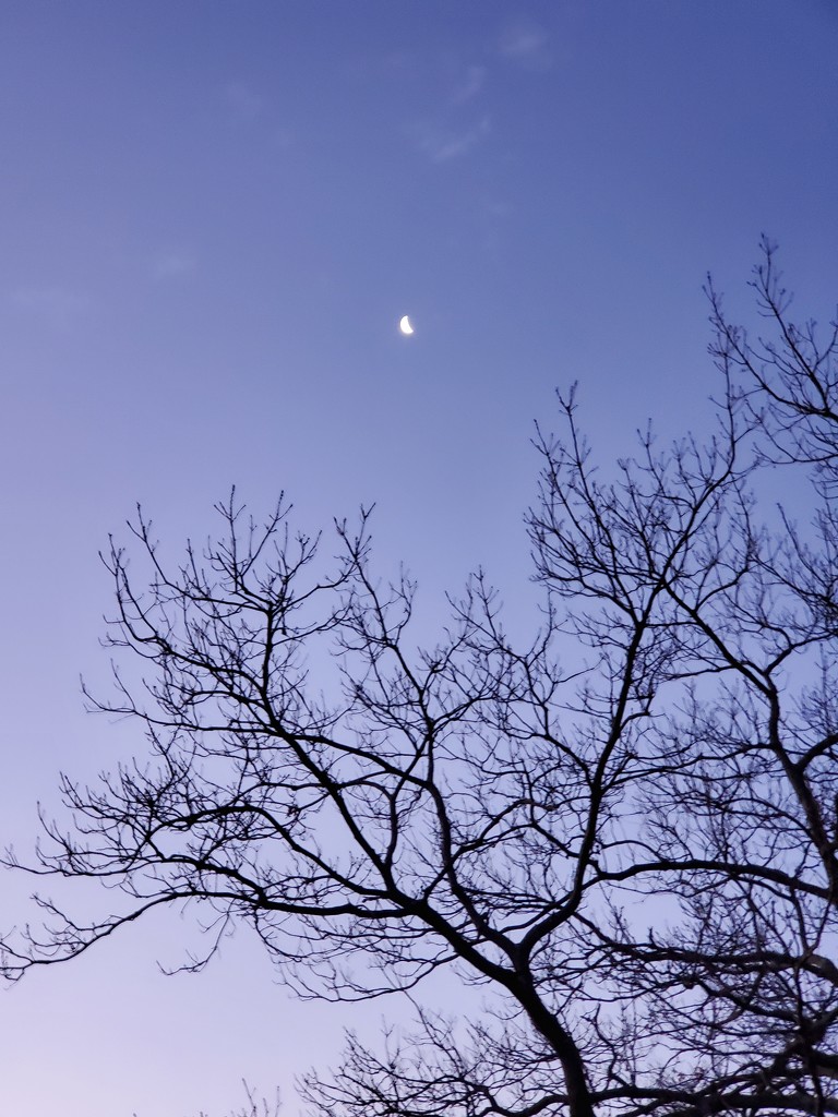 Morning Moon by jb030958