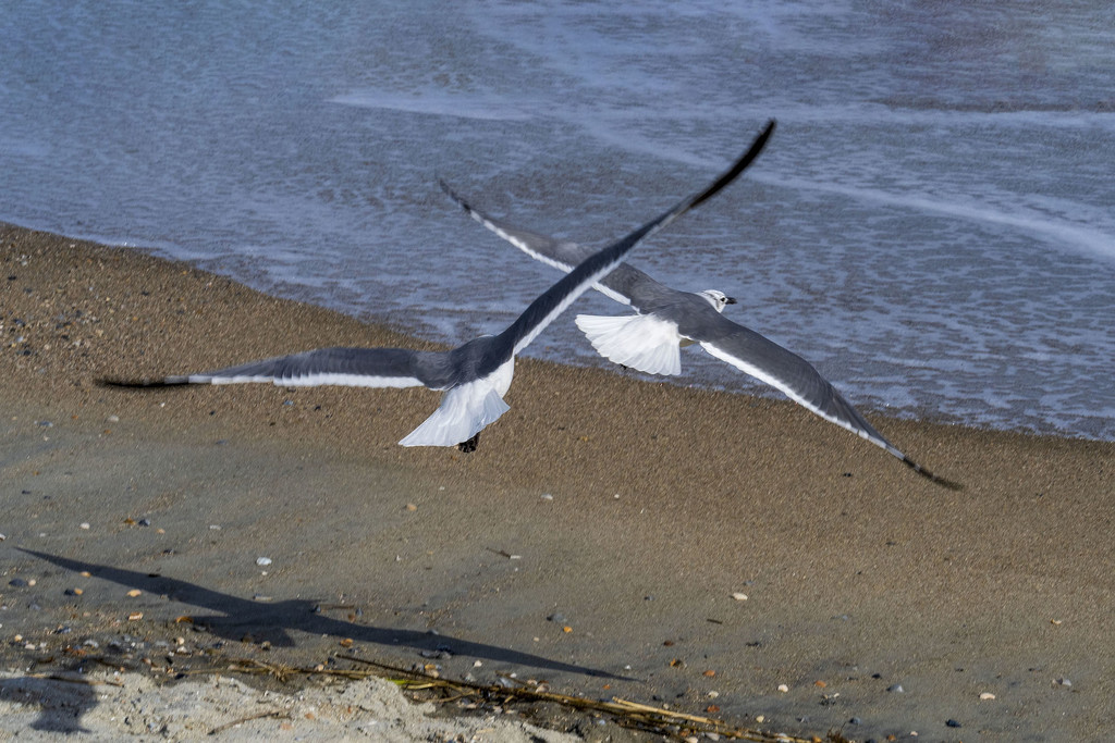Pair of Gulls by kvphoto