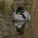 FALCATED TEAL by markp