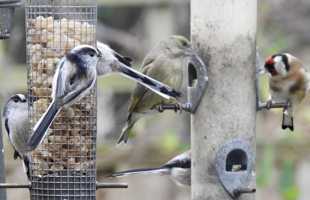 Long Tailed Tits, a Greenfinch and a Goldfinch  by susiemc