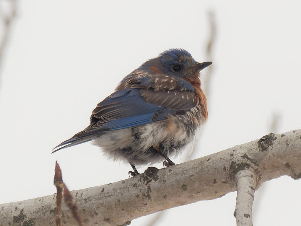 eastern bluebird on a branch by rminer