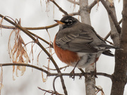 7th Jan 2021 - American robin in a maple tree