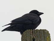 7th Jan 2021 - American crow on a post