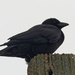 American crow on a post by rminer