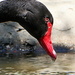 Black Swan by ninaganci