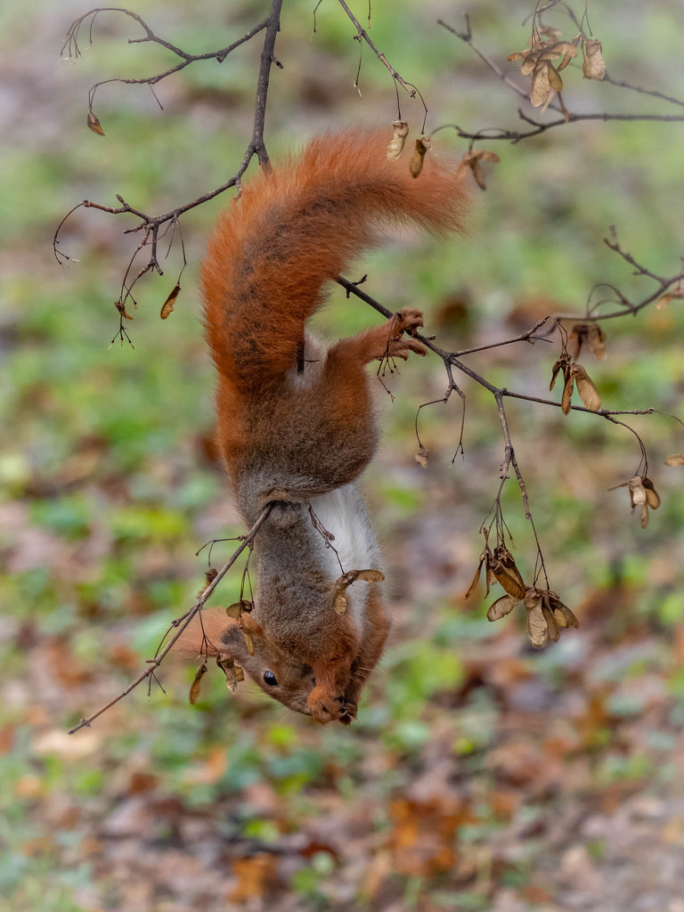 Red squirrel by haskar