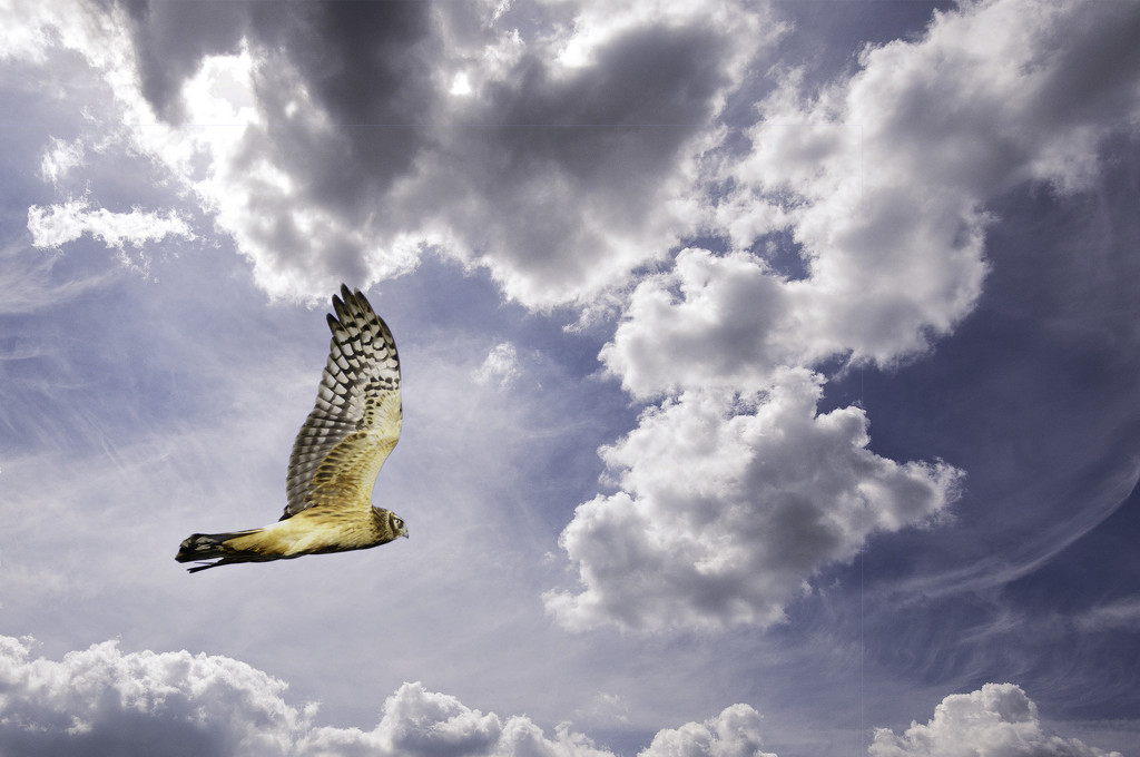 Harrier In Clouds by jgpittenger