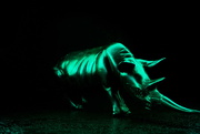 7th Jan 2021 - Rhino