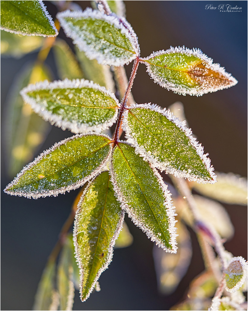 Frosty by pcoulson