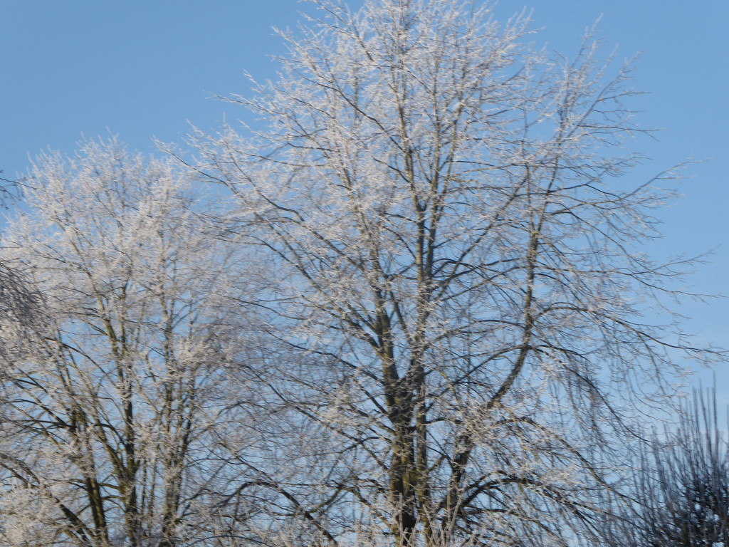 Frosty Silver Birches by snowy