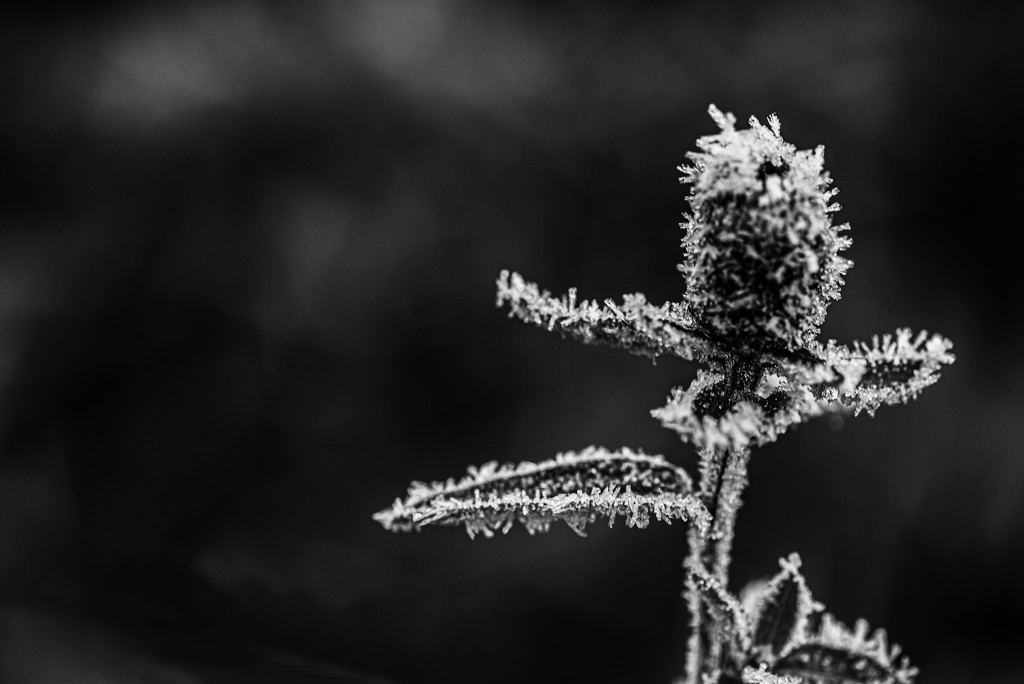 Frost by seanoneill