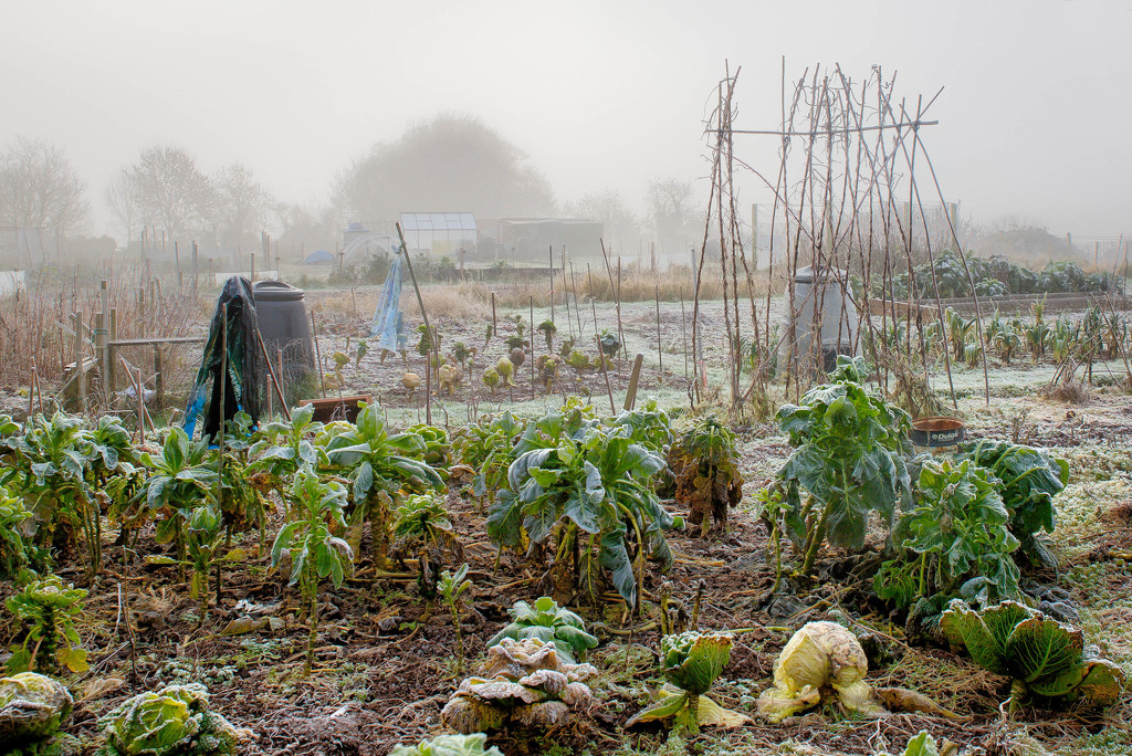 the allotments in winter by jantan