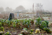 7th Jan 2021 - the allotments in winter