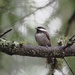 Chickadee in the forest by debgasc