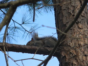 7th Jan 2021 - Squirrel Sitting in Tree