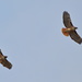 Soaring Red Tail Hawks by markandlinda