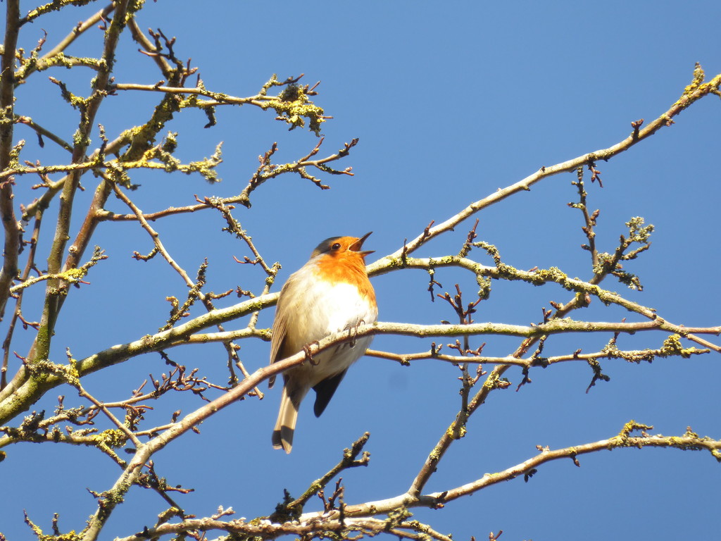 Christmas Day robin by speedwell