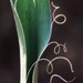 Yucca filamentosa... by marlboromaam