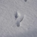 Rabbit tracks by larrysphotos