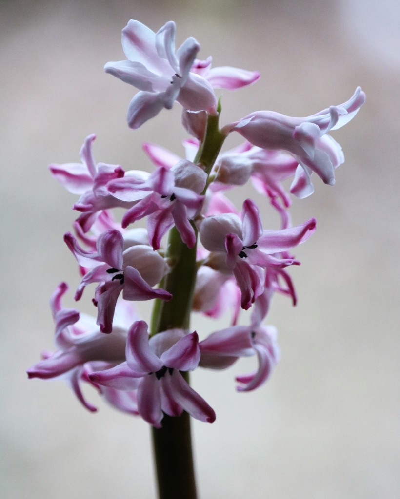 January 7: Pink hyacinth by daisymiller