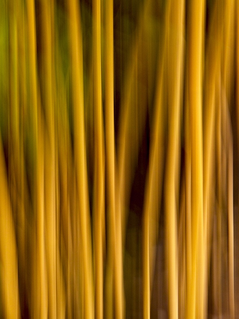 Bamboo Abstract by mitchell304