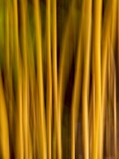 7th Jan 2021 - Bamboo Abstract