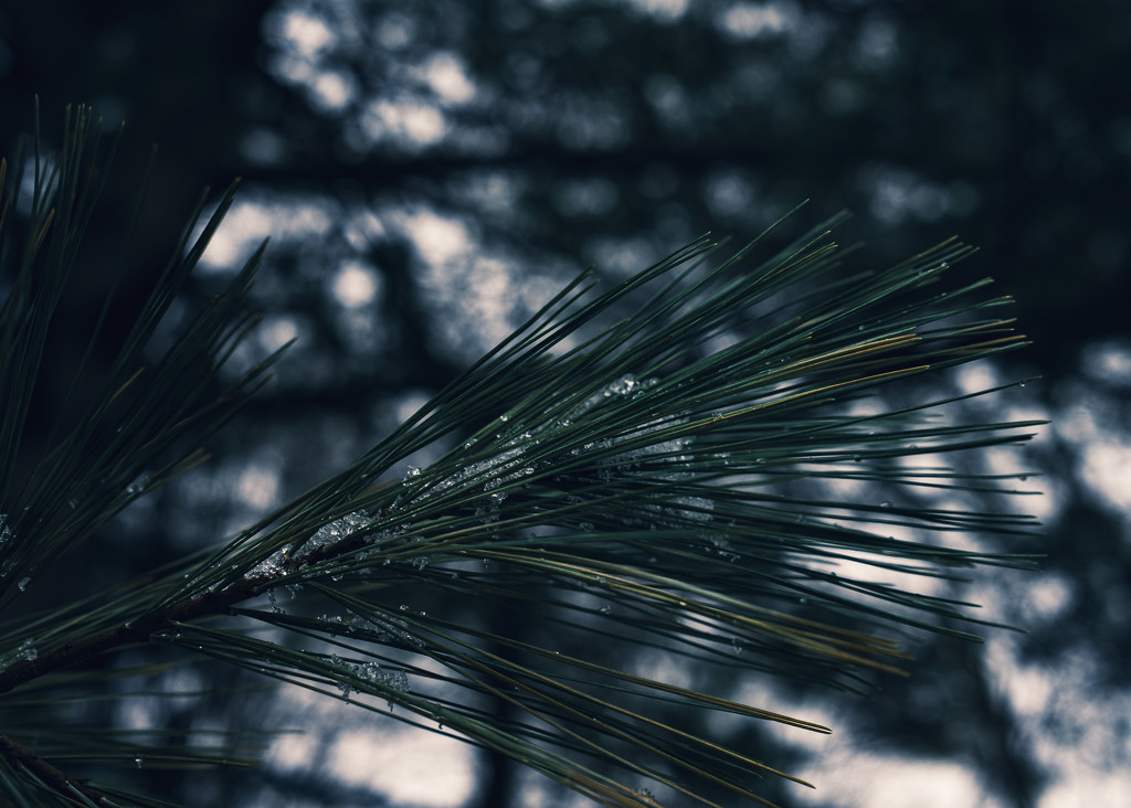 Snow And Pine by ramr