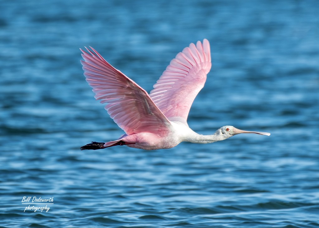 Another Roseate Spoonbill  by photographycrazy