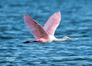 7th Jan 2021 - Another Roseate Spoonbill 