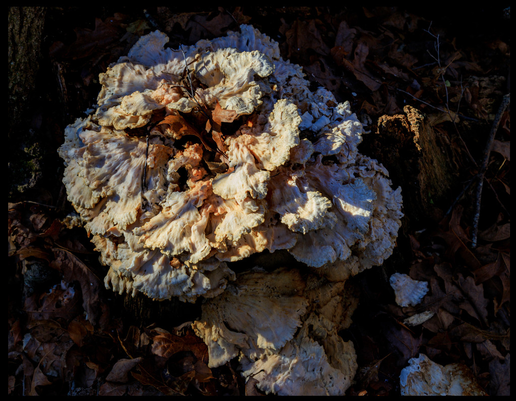 Fungi by hjbenson