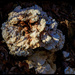 Fungi by hjbenson