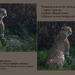 Cheetah Comparison by taffy