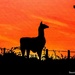 Llama in silhouette  by stuart46