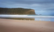 8th Jan 2021 - Gulls on the beach