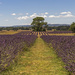 Lavender Fields by nickspicsnz